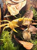 Banana Crab (Terrathelphusa sp)