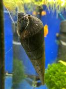 Black Devil Snail (Faunus ater)