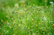 Grass Testing | Southern Scientific Ireland