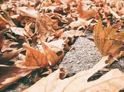 Forestry Soil and Foliar Testing | Southern Scientific Ireland