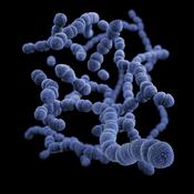 Enterococci Testing | Southern Scientific Ireland