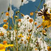 Tasha - You Are Spring! image