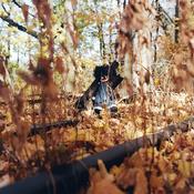 BILLY WOODS - Golliwog image