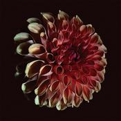 JESSICA MOSS - Unfolding image