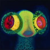 OSEES - SORCS 80 image