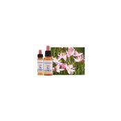 Healing Herbs Bach Centaury | Buy Online in Ireland| Buy Online in Ireland