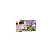 Healing Herbs Bach Gentian | Buy Online in Ireland| Buy Online in Ireland