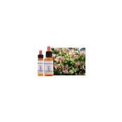 Healing Herbs Bach Honeyscukle | Buy Online in Ireland| Buy Online in Ireland