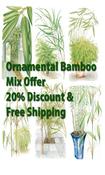 Offer 3: Ornamental mix of bamboo image