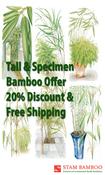 Offer 6: Specimen &amp;amp; Tall bamboo offer