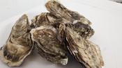 Oysters