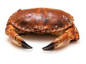 *Whole Crab Frozen image