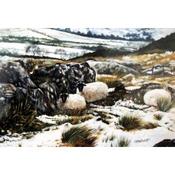 Sheep Sheltering image