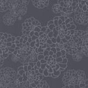 Aeonium