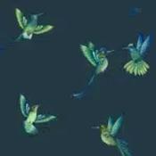 exotic birds image