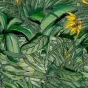 tropical forest