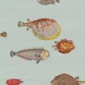 acquario by cole &amp; son