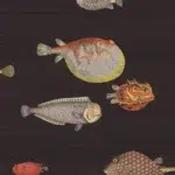 acquario by cole &amp; son