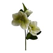 Floratexx - Christmas rose x 3, 35 cm cream