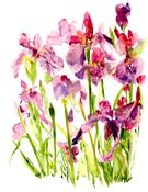 Ping He Art - Purple Iris - Folded Greeting Card image