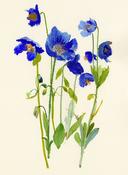 Ping He Art - Blue Poppy - Folded Greeting Card image