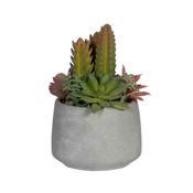 Pottery Pots - Mixplants in cement pot S -  Mixe - H18cm