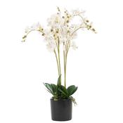 Leaf Design UK LTD - Artificial Orchid Flower in Pot 60cm White