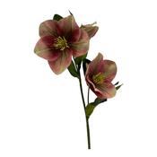 Floratexx - Christmas rose x 3, 35 cm mauve