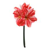 Floratexx - Amaryllis small 41 cm salmon