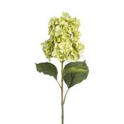 Hortensia LYLIA