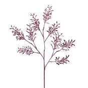 Glycine embrumée H79