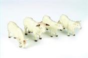 Charolais Cattle image