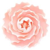 Gumpaste Briar Rose Pink 76mm/3"