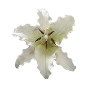 Gumpaste Stargazer Lily White 127mm image