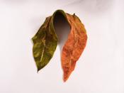 Felt Wool Leaf Scarf Autumn Colours