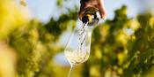 Sweeney's D3 Premium Wine Subscription - 6 Bottles Per Month