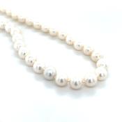 9ct Yellow Gold &amp; 7.5-8mm Freshwater cultured Pearl Necklace image