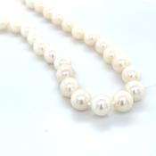 9ct Yellow Gold &amp; 6.5-7mm Akoya Pearl 17" Necklace image