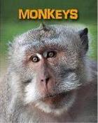 Monkeys (Living in the Wild) image