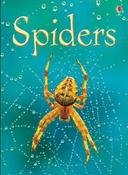 Spiders (Usborne Beginners) image