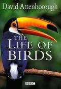 David Attenborough / The Life of Birds (Coffee Table Book)