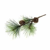 Scotch Pine