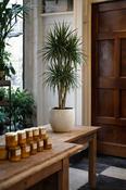 Dracaena marginata