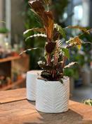 White Ceramic Pot image