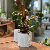 White Ceramic Pot image