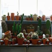 Cactus Mix