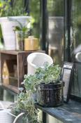 Glass Pot