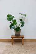 Monstera Deliciosa