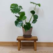 Monstera Deliciosa