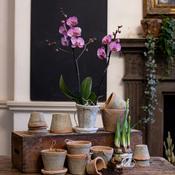Phalaenopsis Orchid